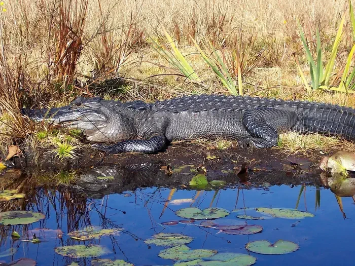 Okefenokee National Wildlife Refuge