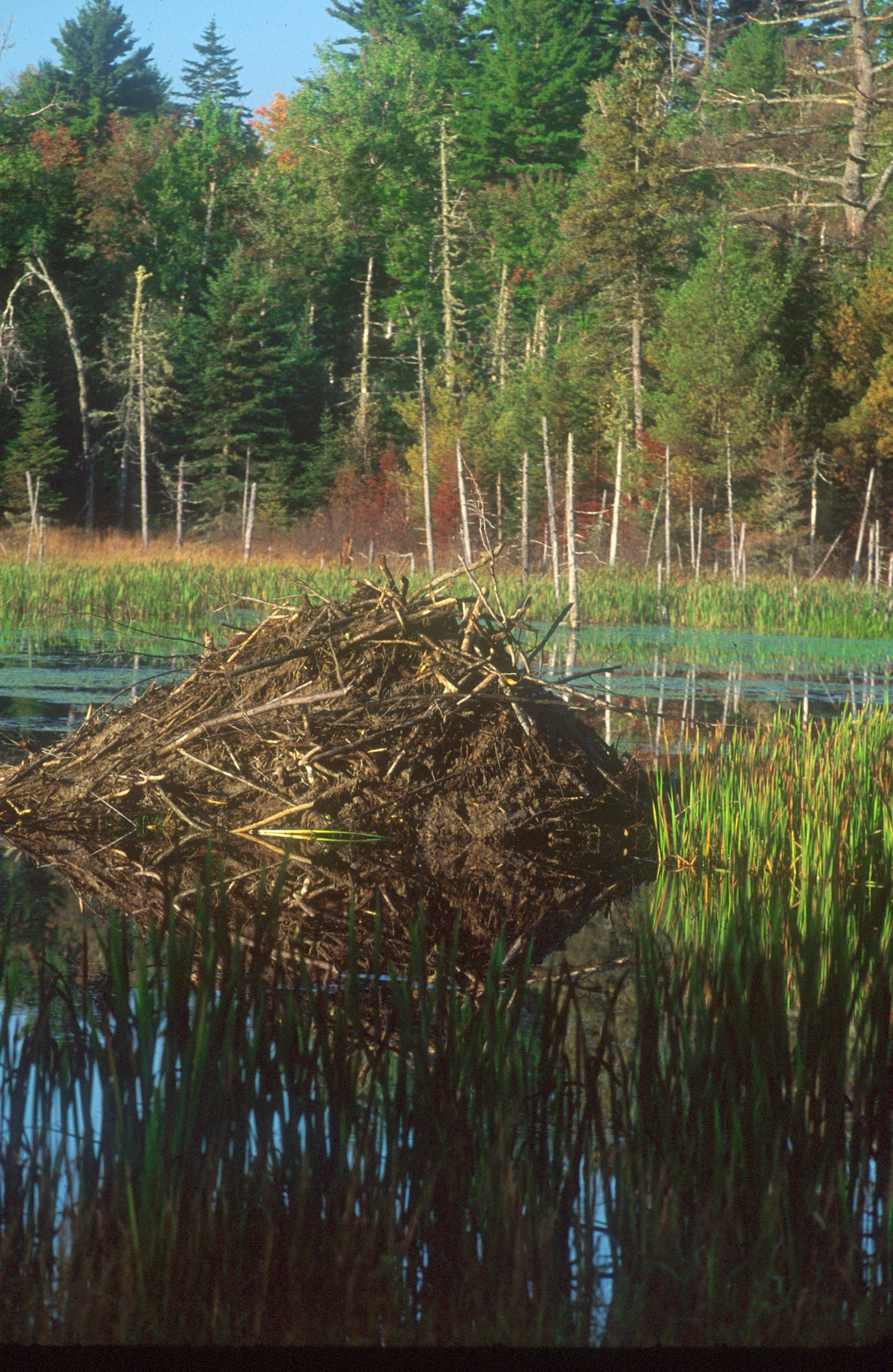 Moosehorn Wilderness