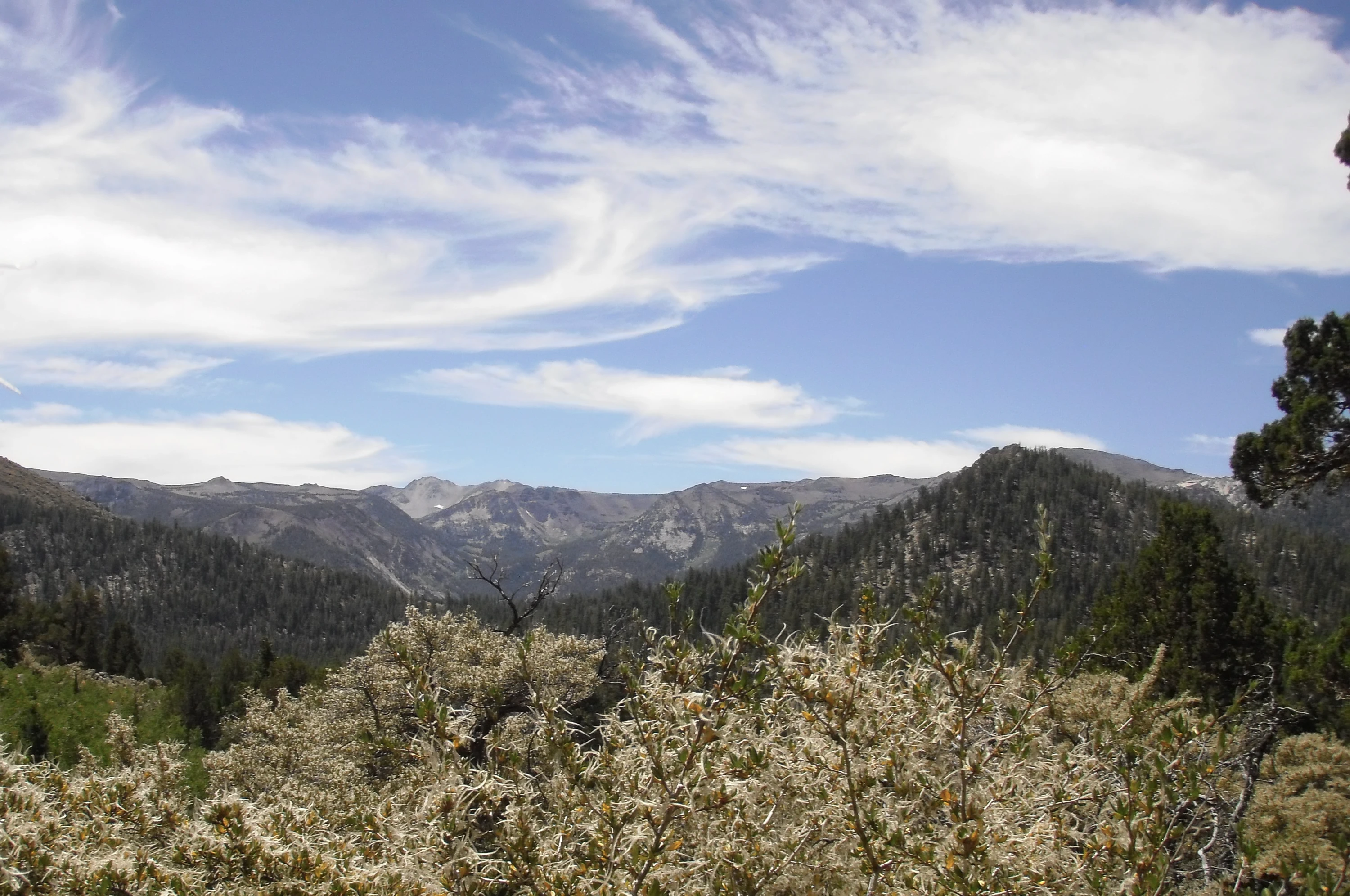 Carson-Iceberg Wilderness
