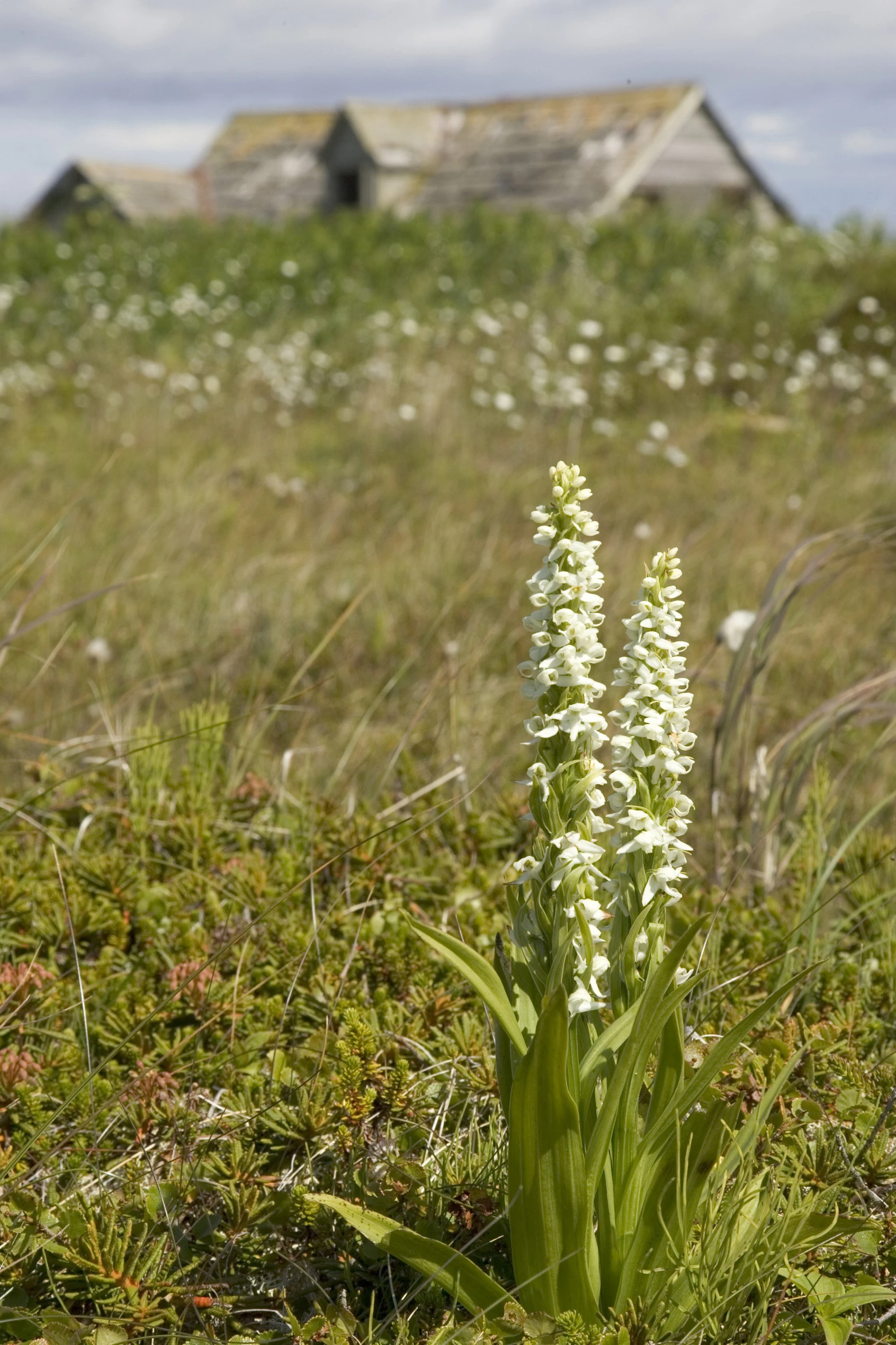 Aleutian Islands Wilderness