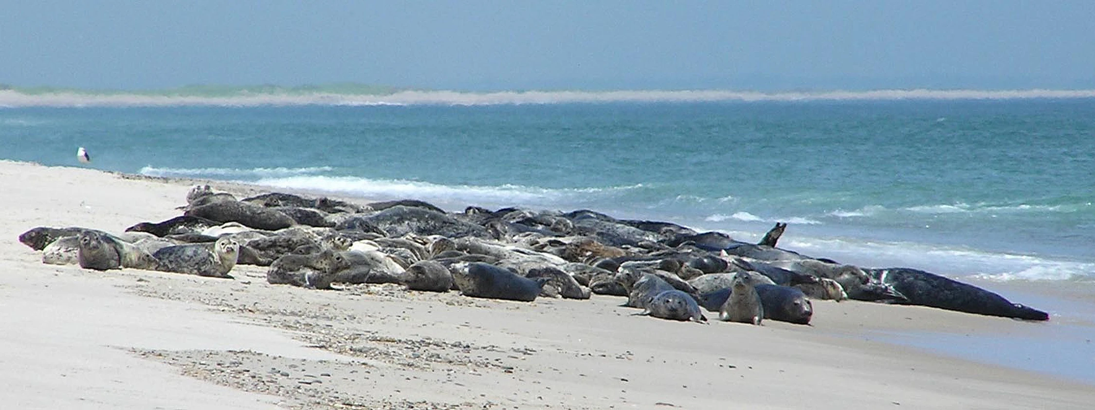 Monomoy Wilderness