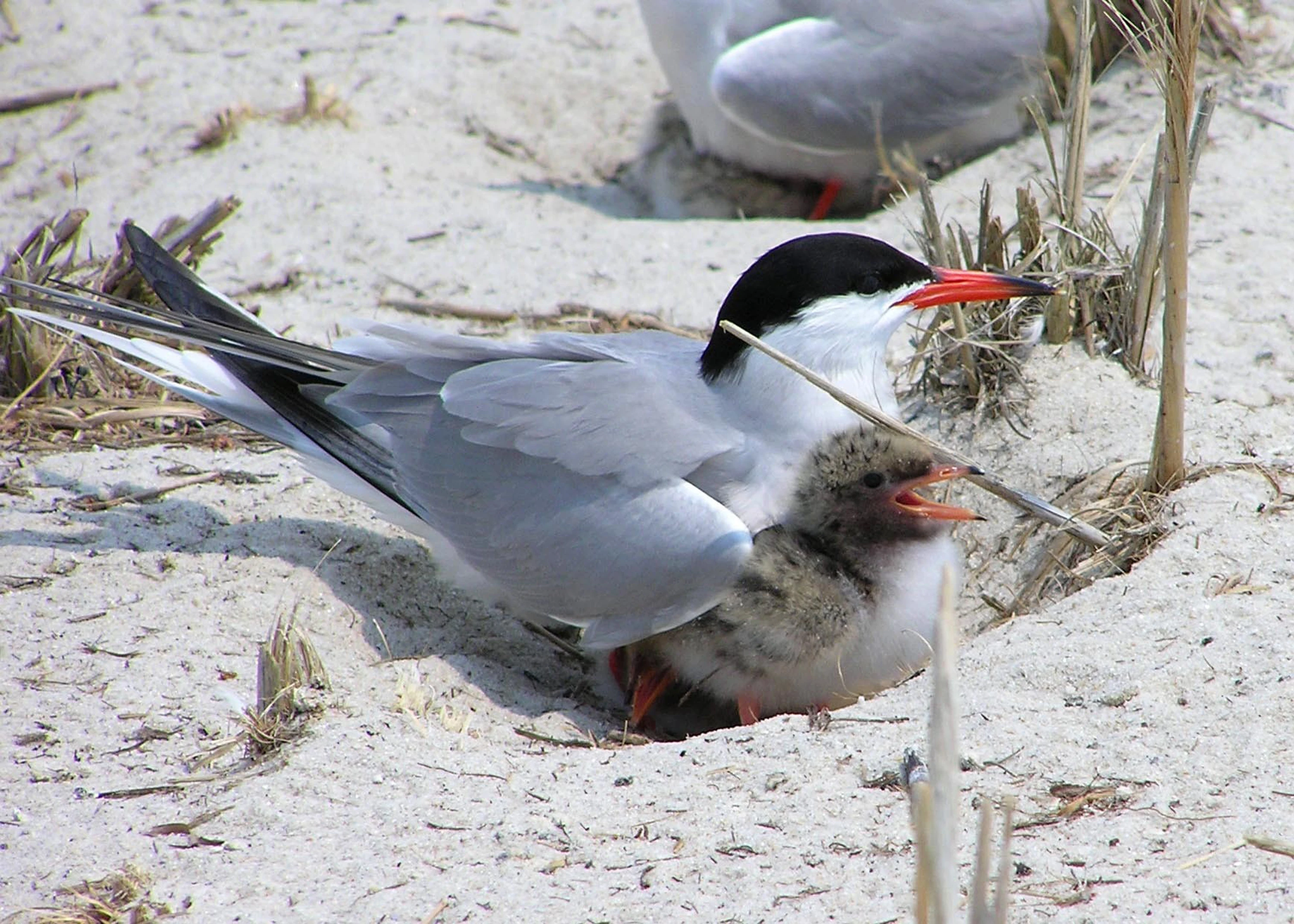 Monomoy Wilderness