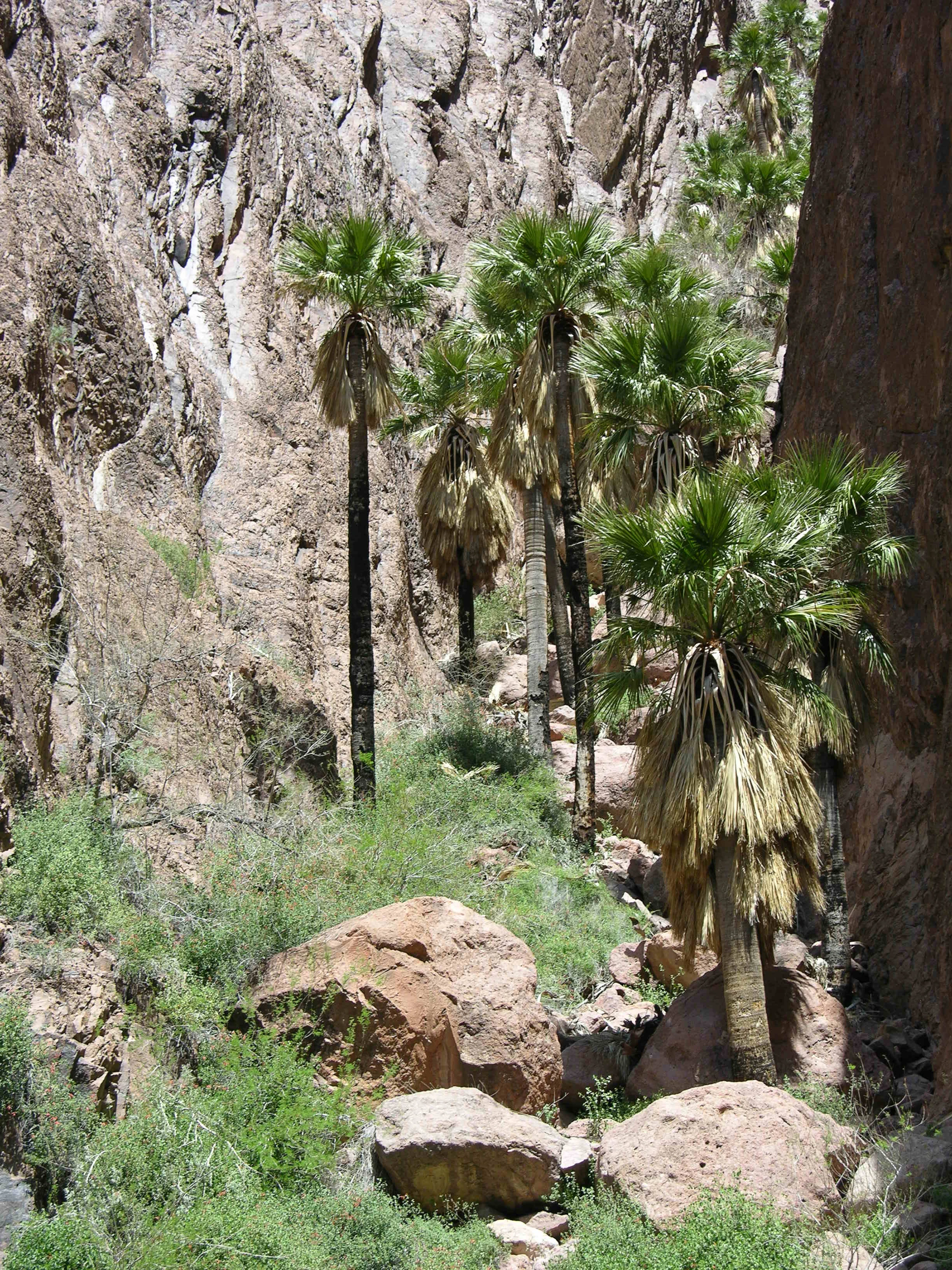 Kofa Wilderness