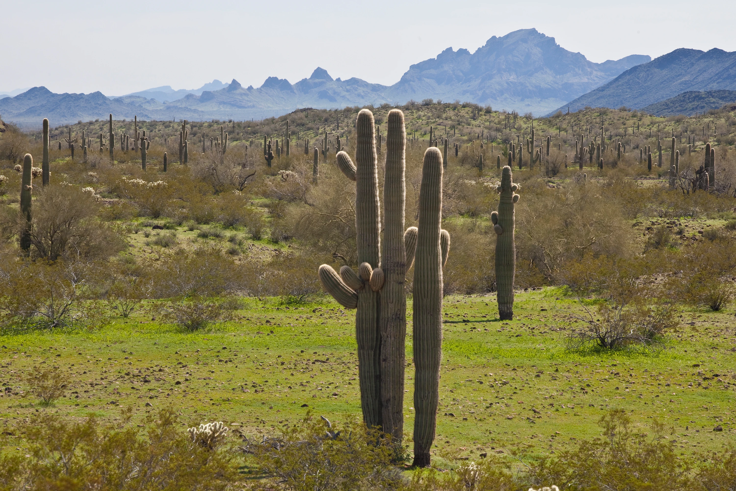 Big Horn Mountains Wilderness